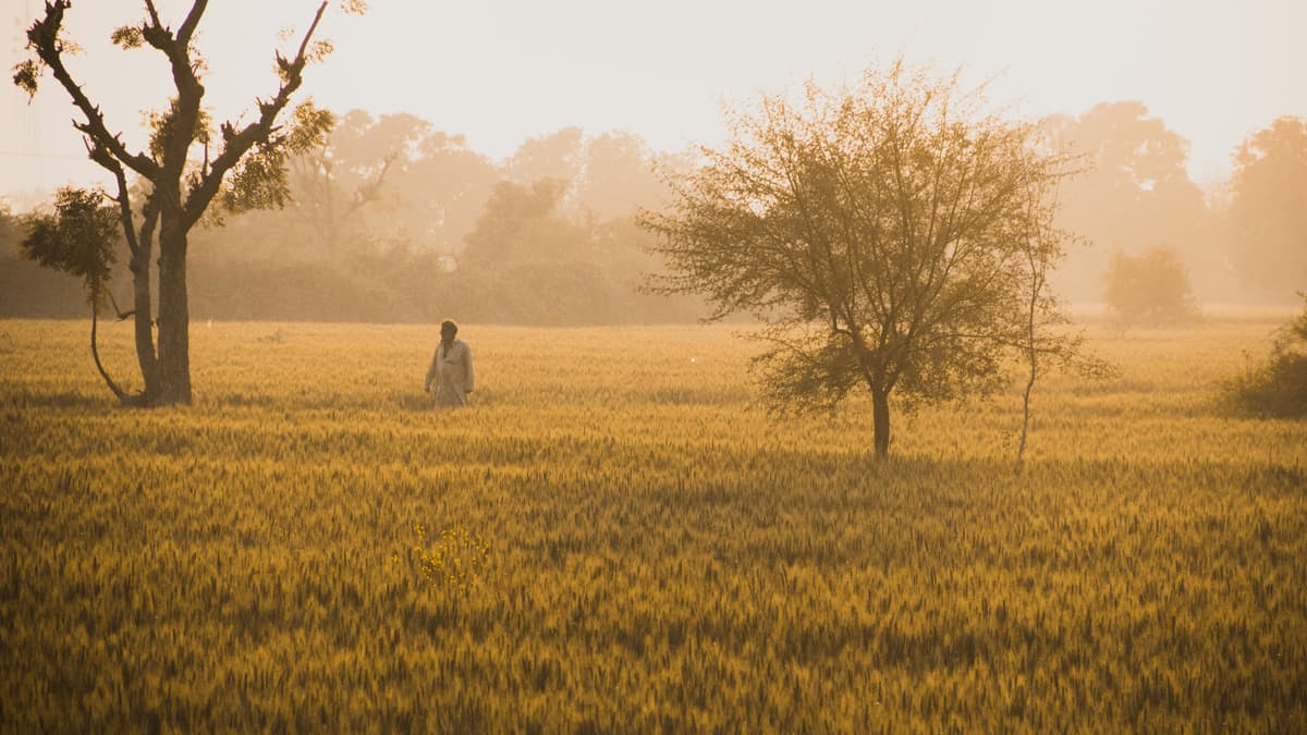 Farm in Punjab