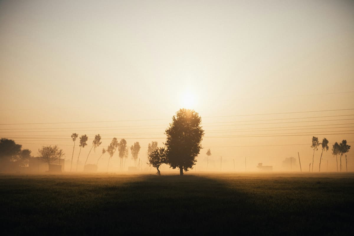 Punjabi Farm